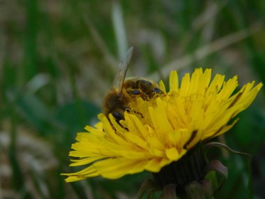 Arı türünün Apis 'i içinde bal arısı eusosyal böceği. Hepsi de Avrasya' nın yerlisi. Dantelion taraxacum officinale 'den balmumu toplamalarıyla tanınırlar.