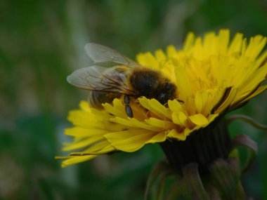 Arı türünün Apis 'i içinde bal arısı eusosyal böceği. Hepsi de Avrasya' nın yerlisi. Dantelion taraxacum officinale 'den balmumu toplamalarıyla tanınırlar.