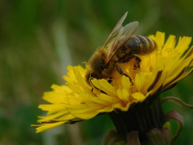 Arı türünün Apis 'i içinde bal arısı eusosyal böceği. Hepsi de Avrasya' nın yerlisi. Dantelion taraxacum officinale 'den balmumu toplamalarıyla tanınırlar.