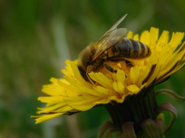 Arı türünün Apis 'i içinde bal arısı eusosyal böceği. Hepsi de Avrasya' nın yerlisi. Dantelion taraxacum officinale 'den balmumu toplamalarıyla tanınırlar.
