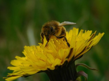 Arı türünün Apis 'i içinde bal arısı eusosyal böceği. Hepsi de Avrasya' nın yerlisi. Dantelion taraxacum officinale 'den balmumu toplamalarıyla tanınırlar.