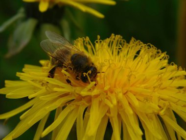 Arı türünün Apis 'i içinde bal arısı eusosyal böceği. Hepsi de Avrasya' nın yerlisi. Dantelion taraxacum officinale 'den balmumu toplamalarıyla tanınırlar.