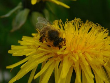 honey bee eusocial flying insect within the genus Apis of bee clade, all native to Eurasia known for their construction of perennial colonial nests wax collecting from dantelions taraxacum officinale