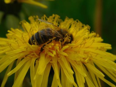 Arı türünün Apis 'i içinde bal arısı eusosyal böceği. Hepsi de Avrasya' nın yerlisi. Dantelion taraxacum officinale 'den balmumu toplamalarıyla tanınırlar.