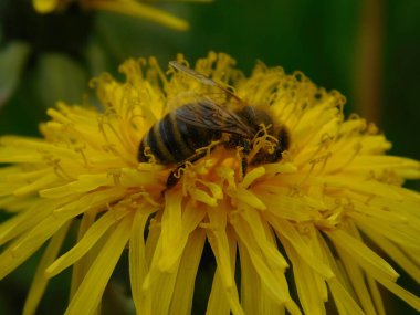 Arı türünün Apis 'i içinde bal arısı eusosyal böceği. Hepsi de Avrasya' nın yerlisi. Dantelion taraxacum officinale 'den balmumu toplamalarıyla tanınırlar.