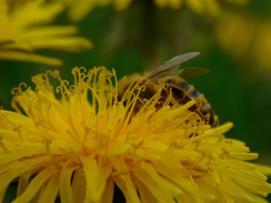 Arı türünün Apis 'i içinde bal arısı eusosyal böceği. Hepsi de Avrasya' nın yerlisi. Dantelion taraxacum officinale 'den balmumu toplamalarıyla tanınırlar.