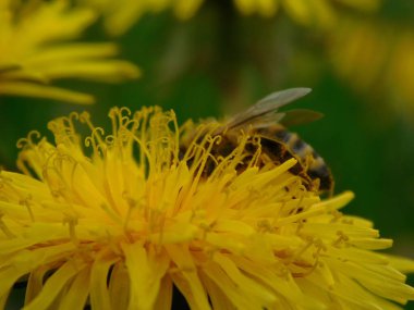 Arı türünün Apis 'i içinde bal arısı eusosyal böceği. Hepsi de Avrasya' nın yerlisi. Dantelion taraxacum officinale 'den balmumu toplamalarıyla tanınırlar.
