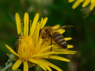 Arı türünün Apis 'i içinde bal arısı eusosyal böceği. Hepsi de Avrasya' nın yerlisi. Dantelion taraxacum officinale 'den balmumu toplamalarıyla tanınırlar.