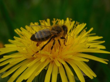 Arı türünün Apis 'i içinde bal arısı eusosyal böceği. Hepsi de Avrasya' nın yerlisi. Dantelion taraxacum officinale 'den balmumu toplamalarıyla tanınırlar.