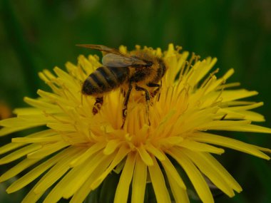 Arı türünün Apis 'i içinde bal arısı eusosyal böceği. Hepsi de Avrasya' nın yerlisi. Dantelion taraxacum officinale 'den balmumu toplamalarıyla tanınırlar.