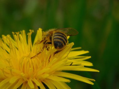 Arı türünün Apis 'i içinde bal arısı eusosyal böceği. Hepsi de Avrasya' nın yerlisi. Dantelion taraxacum officinale 'den balmumu toplamalarıyla tanınırlar.