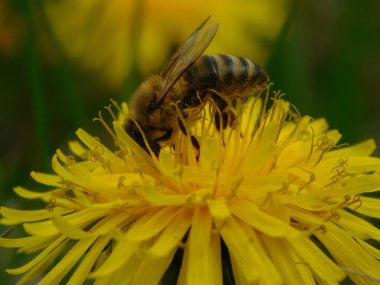 Arı türünün Apis 'i içinde bal arısı eusosyal böceği. Hepsi de Avrasya' nın yerlisi. Dantelion taraxacum officinale 'den balmumu toplamalarıyla tanınırlar.