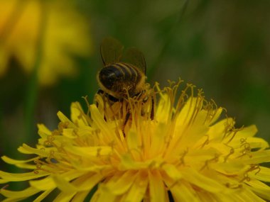 Arı türünün Apis 'i içinde bal arısı eusosyal böceği. Hepsi de Avrasya' nın yerlisi. Dantelion taraxacum officinale 'den balmumu toplamalarıyla tanınırlar.