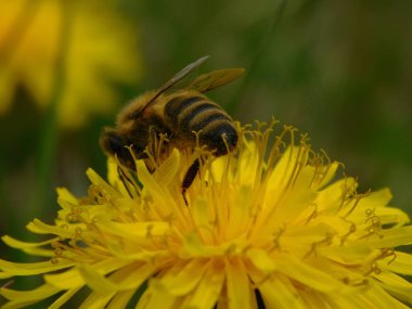 Arı türünün Apis 'i içinde bal arısı eusosyal böceği. Hepsi de Avrasya' nın yerlisi. Dantelion taraxacum officinale 'den balmumu toplamalarıyla tanınırlar.