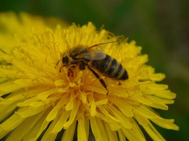 Arı türünün Apis 'i içinde bal arısı eusosyal böceği. Hepsi de Avrasya' nın yerlisi. Dantelion taraxacum officinale 'den balmumu toplamalarıyla tanınırlar.