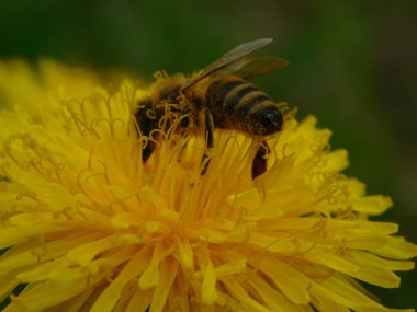 Arı türünün Apis 'i içinde bal arısı eusosyal böceği. Hepsi de Avrasya' nın yerlisi. Dantelion taraxacum officinale 'den balmumu toplamalarıyla tanınırlar.