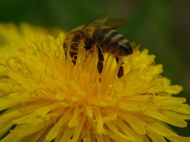 Arı türünün Apis 'i içinde bal arısı eusosyal böceği. Hepsi de Avrasya' nın yerlisi. Dantelion taraxacum officinale 'den balmumu toplamalarıyla tanınırlar.