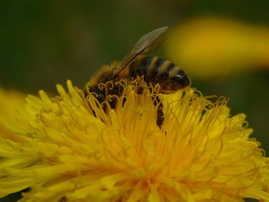 Arı türünün Apis 'i içinde bal arısı eusosyal böceği. Hepsi de Avrasya' nın yerlisi. Dantelion taraxacum officinale 'den balmumu toplamalarıyla tanınırlar.