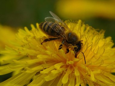 Arı türünün Apis 'i içinde bal arısı eusosyal böceği. Hepsi de Avrasya' nın yerlisi. Dantelion taraxacum officinale 'den balmumu toplamalarıyla tanınırlar.