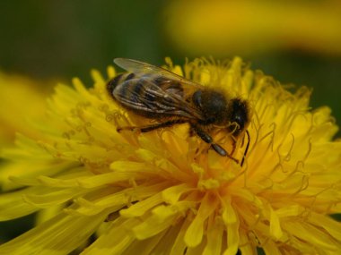Arı türünün Apis 'i içinde bal arısı eusosyal böceği. Hepsi de Avrasya' nın yerlisi. Dantelion taraxacum officinale 'den balmumu toplamalarıyla tanınırlar.