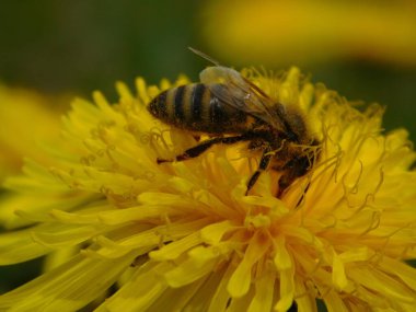Arı türünün Apis 'i içinde bal arısı eusosyal böceği. Hepsi de Avrasya' nın yerlisi. Dantelion taraxacum officinale 'den balmumu toplamalarıyla tanınırlar.