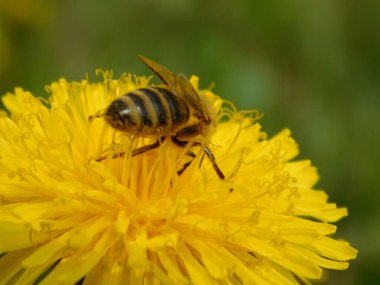Arı türünün Apis 'i içinde bal arısı eusosyal böceği. Hepsi de Avrasya' nın yerlisi. Dantelion taraxacum officinale 'den balmumu toplamalarıyla tanınırlar.