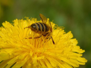 Arı türünün Apis 'i içinde bal arısı eusosyal böceği. Hepsi de Avrasya' nın yerlisi. Dantelion taraxacum officinale 'den balmumu toplamalarıyla tanınırlar.