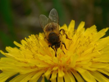 Arı türünün Apis 'i içinde bal arısı eusosyal böceği. Hepsi de Avrasya' nın yerlisi. Dantelion taraxacum officinale 'den balmumu toplamalarıyla tanınırlar.