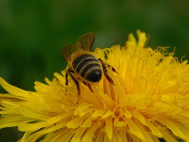 Arı türünün Apis 'i içinde bal arısı eusosyal böceği. Hepsi de Avrasya' nın yerlisi. Dantelion taraxacum officinale 'den balmumu toplamalarıyla tanınırlar.
