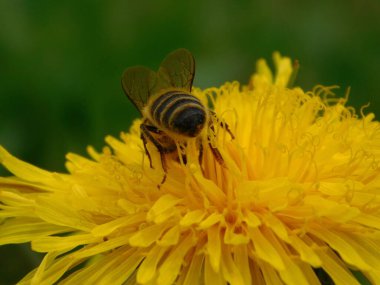 Arı türünün Apis 'i içinde bal arısı eusosyal böceği. Hepsi de Avrasya' nın yerlisi. Dantelion taraxacum officinale 'den balmumu toplamalarıyla tanınırlar.
