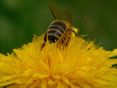 Arı türünün Apis 'i içinde bal arısı eusosyal böceği. Hepsi de Avrasya' nın yerlisi. Dantelion taraxacum officinale 'den balmumu toplamalarıyla tanınırlar.