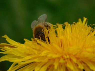 Arı türünün Apis 'i içinde bal arısı eusosyal böceği. Hepsi de Avrasya' nın yerlisi. Dantelion taraxacum officinale 'den balmumu toplamalarıyla tanınırlar.