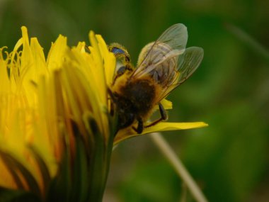 Arı türünün Apis 'i içinde bal arısı eusosyal böceği. Hepsi de Avrasya' nın yerlisi. Dantelion taraxacum officinale 'den balmumu toplamalarıyla tanınırlar.