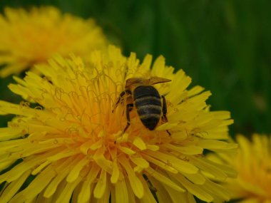 Arı türünün Apis 'i içinde bal arısı eusosyal böceği. Hepsi de Avrasya' nın yerlisi. Dantelion taraxacum officinale 'den balmumu toplamalarıyla tanınırlar.