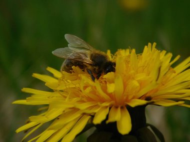 Arı türünün Apis 'i içinde bal arısı eusosyal böceği. Hepsi de Avrasya' nın yerlisi. Dantelion taraxacum officinale 'den balmumu toplamalarıyla tanınırlar.