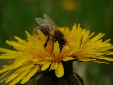 Arı türünün Apis 'i içinde bal arısı eusosyal böceği. Hepsi de Avrasya' nın yerlisi. Dantelion taraxacum officinale 'den balmumu toplamalarıyla tanınırlar.