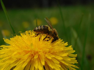 Arı türünün Apis 'i içinde bal arısı eusosyal böceği. Hepsi de Avrasya' nın yerlisi. Dantelion taraxacum officinale 'den balmumu toplamalarıyla tanınırlar.