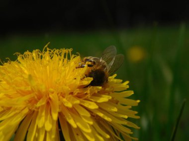 Arı türünün Apis 'i içinde bal arısı eusosyal böceği. Hepsi de Avrasya' nın yerlisi. Dantelion taraxacum officinale 'den balmumu toplamalarıyla tanınırlar.