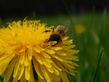 Arı türünün Apis 'i içinde bal arısı eusosyal böceği. Hepsi de Avrasya' nın yerlisi. Dantelion taraxacum officinale 'den balmumu toplamalarıyla tanınırlar.