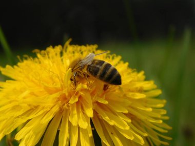 Arı türünün Apis 'i içinde bal arısı eusosyal böceği. Hepsi de Avrasya' nın yerlisi. Dantelion taraxacum officinale 'den balmumu toplamalarıyla tanınırlar.