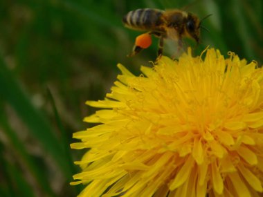 Arı türünün Apis 'i içinde bal arısı eusosyal böceği. Hepsi de Avrasya' nın yerlisi. Dantelion taraxacum officinale 'den balmumu toplamalarıyla tanınırlar.