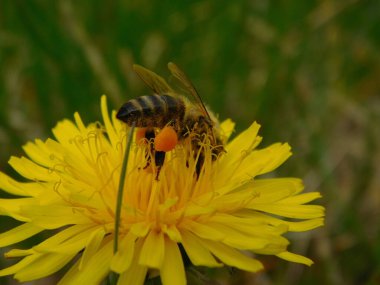 Arı türünün Apis 'i içinde bal arısı eusosyal böceği. Hepsi de Avrasya' nın yerlisi. Dantelion taraxacum officinale 'den balmumu toplamalarıyla tanınırlar.