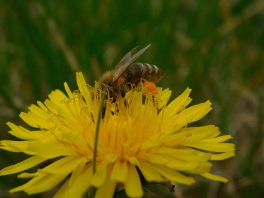 Arı türünün Apis 'i içinde bal arısı eusosyal böceği. Hepsi de Avrasya' nın yerlisi. Dantelion taraxacum officinale 'den balmumu toplamalarıyla tanınırlar.