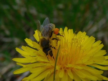 Arı türünün Apis 'i içinde bal arısı eusosyal böceği. Hepsi de Avrasya' nın yerlisi. Dantelion taraxacum officinale 'den balmumu toplamalarıyla tanınırlar.