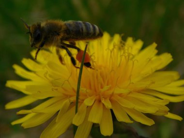 Arı türünün Apis 'i içinde bal arısı eusosyal böceği. Hepsi de Avrasya' nın yerlisi. Dantelion taraxacum officinale 'den balmumu toplamalarıyla tanınırlar.