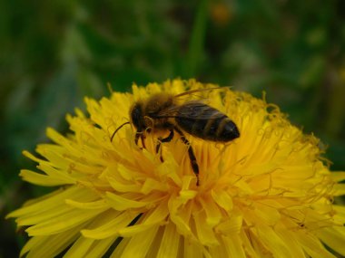Arı türünün Apis 'i içinde bal arısı eusosyal böceği. Hepsi de Avrasya' nın yerlisi. Dantelion taraxacum officinale 'den balmumu toplamalarıyla tanınırlar.