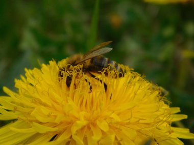 Arı türünün Apis 'i içinde bal arısı eusosyal böceği. Hepsi de Avrasya' nın yerlisi. Dantelion taraxacum officinale 'den balmumu toplamalarıyla tanınırlar.
