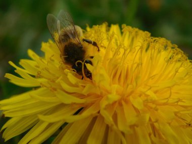 Arı türünün Apis 'i içinde bal arısı eusosyal böceği. Hepsi de Avrasya' nın yerlisi. Dantelion taraxacum officinale 'den balmumu toplamalarıyla tanınırlar.