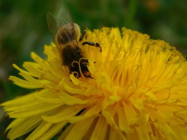 Arı türünün Apis 'i içinde bal arısı eusosyal böceği. Hepsi de Avrasya' nın yerlisi. Dantelion taraxacum officinale 'den balmumu toplamalarıyla tanınırlar.