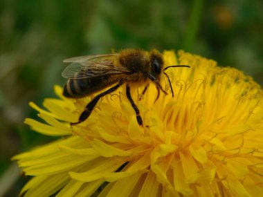 Arı türünün Apis 'i içinde bal arısı eusosyal böceği. Hepsi de Avrasya' nın yerlisi. Dantelion taraxacum officinale 'den balmumu toplamalarıyla tanınırlar.